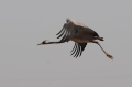 Kraanvogel 1